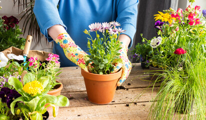 Spring decoration of a home balcony or terrace with flowers, woman transplanting a flower Osteospermum into a clay pot, home gardening and hobbies, biophilic design