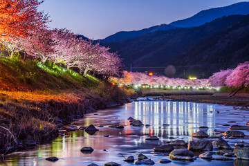 桜の名所　河津川のライトアップされた桜並木【静岡県・賀茂郡・河津町】　
Night view of illuminated cherry blossom trees along the Kawazu River - Shizuoka, Japan