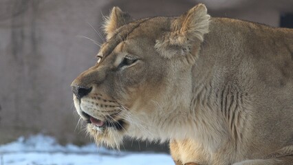 Lioness (Panthera leo female) roar