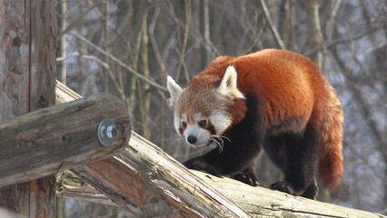 Red panda (Ailurus fulgens) climbing on wooden bars