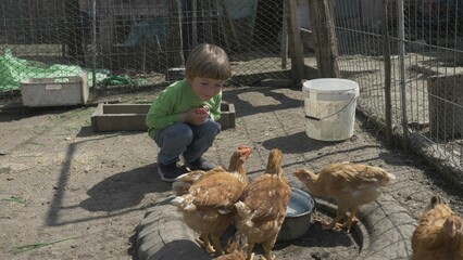 Child caressing hen, visit farming, love animal