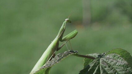 Praying mantis on green leaf standing completely still