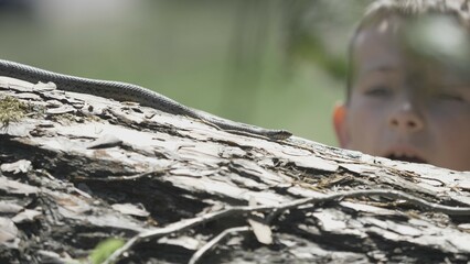 Smooth snake (Coronella austriaca) creeping on tree trunk