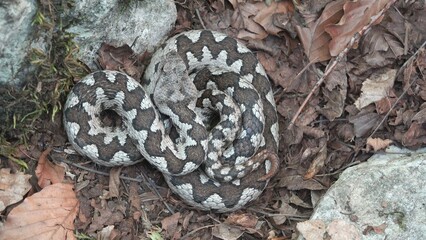 Long nose horned viper (Vipera ammodytes) unmoved in its habitat