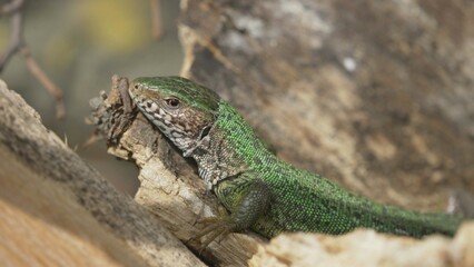 Naklejka na ściany i meble Close-up portrait of green lizard (Lacerta viridis) female basking on a wood log