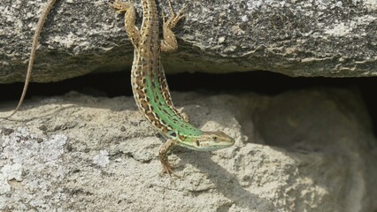 Italian wall lizard (Podarcis siculus) female hanging on a ruin stone