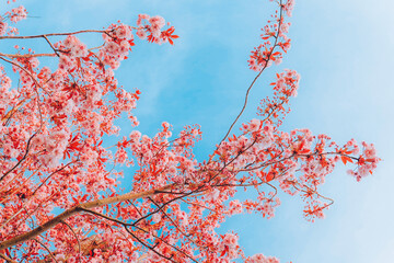 Branches of blossoming cherry on gentle light blue sky background in sunlight
