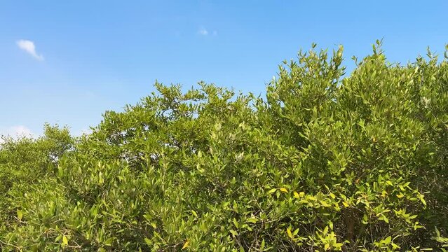 Mangrove forest best destination for health tourism medical skin care mud treatment spa wellness beauty travel trip to middle east Habibi come to Dubai Qatar Iran sun bathing honey moon couple journey