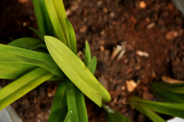 planta verde ornamental 