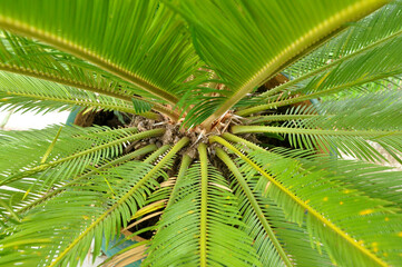 palma planta tropical 