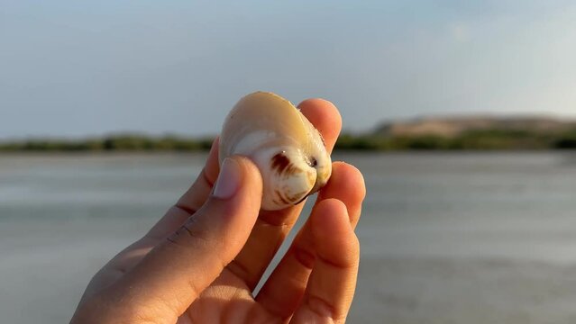 Gorgeous woman pick sea shell oyster in her hand beach forest in the background sunset time.
Oysters on ice with lemon closeup. Fresh Oyster on half shell on big plate in restaurant Served on table
