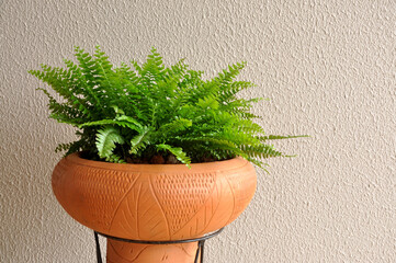 planta linda samanbaia 