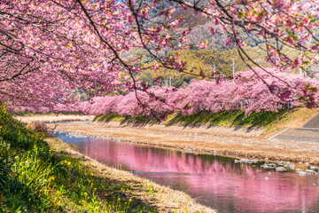 河津桜発祥の地　河津町の桜並木【静岡県・賀茂郡】　
Row of cherry blossom trees in Kawazu Town, the birthplace of Kawazu cherry blossoms - Shizuoka, Japan