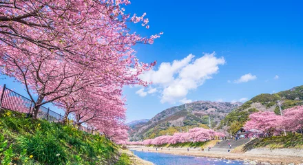 Foto auf Acrylglas 河津桜発祥の地　河津町の桜並木【静岡県・賀茂郡】　 Row of cherry blossom trees in Kawazu Town, the birthplace of Kawazu cherry blossoms - Shizuoka, Japan © Naokita