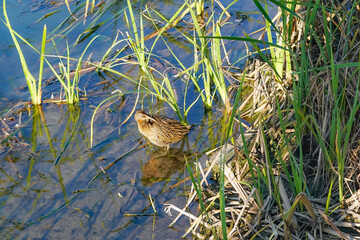 Clapper Rail Preening in marsh