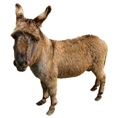 Fototapeta premium Donkey isolated over the transparent background