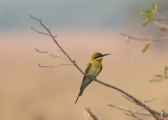 bee eater bird