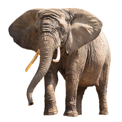 Elephant isolated on transparent background - obrazy, fototapety, plakaty