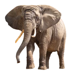 Zelfklevend Fotobehang Elephant isolated on transparent background © Patryk Kosmider
