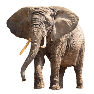 Elephant Isolated On Transparent Background