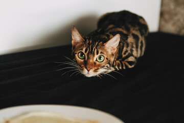 Bengal cat brown spotted pets