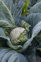 Obraz premium Home grown organic cabbage from the farm in north of Thailand 2