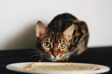 Bengal cat brown spotted pets. Стопка блинов на тарелке, блины на Масленицу