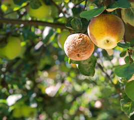 Rotten and healthy apples on a branch