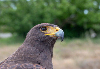 Águila