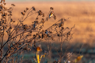 Obraz premium The European goldfinches sitting on a thistle and flying around at sunrise in the Czech Republic 