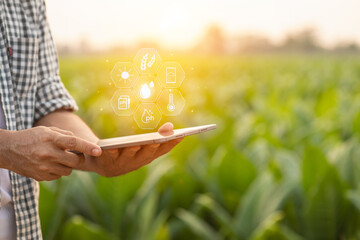 Farmer working in the tobacco field. Man is examining and using digital tablet to management, planning or analyze on tobacco plant after planting. Technology for agriculture Concept