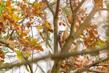 The great spotted woodpecker (Dendrocopos major) on a branch while carrying a spruce cone in its beak in the Czech Republic