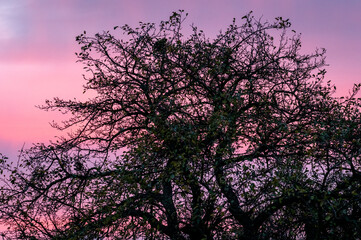 Obraz na płótnie Canvas silhouette of the branches of an apple tree with purple blushes in the background in the Czech Republic 