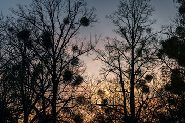 silhouettes of tree crowns with mistletoe in the setting sun of the Czech Republic
