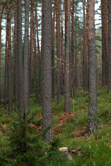 coniferous pine forest with pine trunks in the foreground in the Czech Republic
