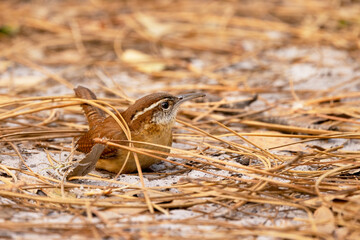 A Carolina wren (Thryothorus ludovicianus)—a small, cute bird with a loud call—in Bradenton, Florida