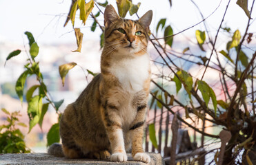 Obraz premium Tierischer Beobachter