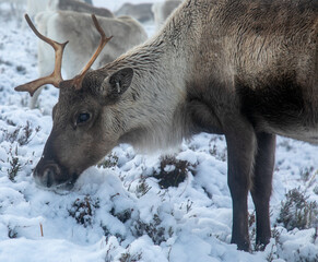 Reindeer in Scottish Cairngorms