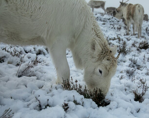 Naklejka premium Reindeer in the scottish cairngorms