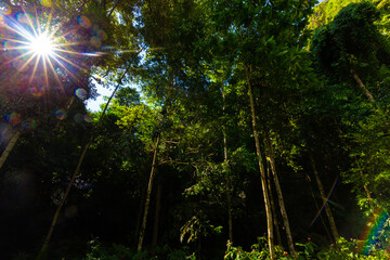 Obraz premium Tropical rainforest green tree background sunset light