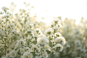 white cutter flowers in the wind background