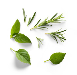 Fresh green organic basil and rosemary leaves isolated on white background. With clipping path. Transparent background and natural transparent shadow;  Basil and rosemary herb collection for design - obrazy, fototapety, plakaty