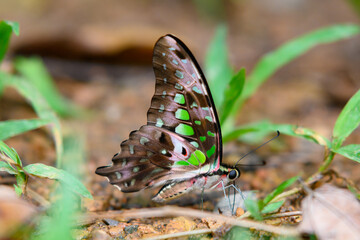 beautiful butterfly in natural, Thailand