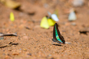 Fototapeta na wymiar Beautiful common bluebottle butterfly in Thailand.