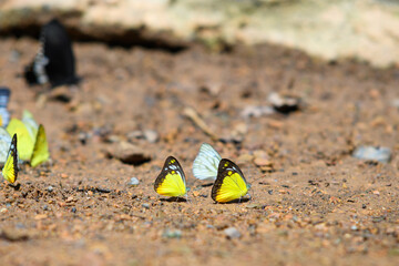 Fototapeta na wymiar Beautiful yellow butterfly in Thailand