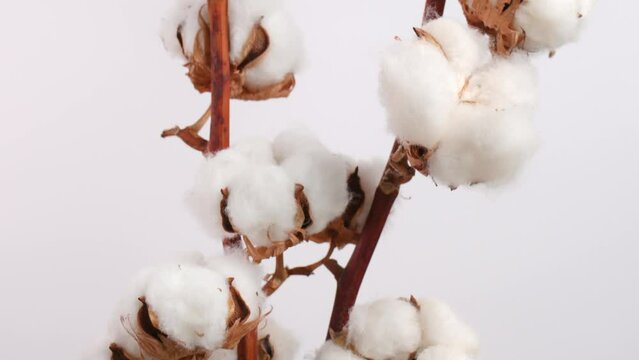 A branch of natural organic cotton rotates on white background. Lush cotton flowers. Eco-friendly material for the manufacture of fabrics, clothing, cosmetics. Home decoration