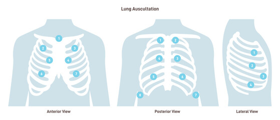 Lung auscultation. Thorax anterior, posterior, lateral position