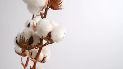 A branch of natural organic cotton rotates on white background. Lush cotton flowers. Eco-friendly material for the manufacture of fabrics, clothing, cosmetics. Home decoration