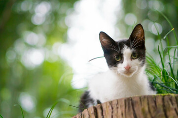 京都 伏見稲荷大社の森にて、切り株の上でリラックスする子猫