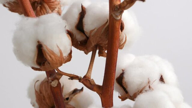 A branch of natural organic cotton rotates on white background. Lush cotton flowers. Eco-friendly material for the manufacture of fabrics, clothing, cosmetics. Home decoration